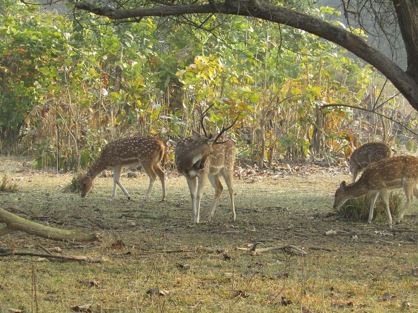 River and Rajaji weekend